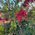 Photinia arbutifolia ফল