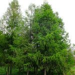 Larix kaempferi Habitat