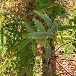 Comptonia peregrina Leaf