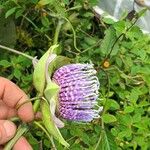 Passiflora ligularisFlower