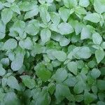 Parietaria debilis Folha
