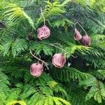 Jacaranda mimosifoliaPlod