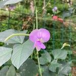 Vigna unguiculata Blomst