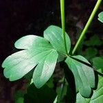 Aquilegia vulgarisBlad