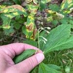 Oclemena acuminata Blomst