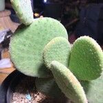 Tacinga inamoena Hoja