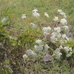 Stevia ovata Hábito