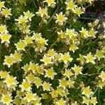 Saxifraga exarata 花