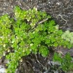 Pilea microphylla Feuille