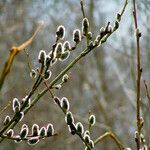 Salix discolor Blüte