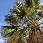 Washingtonia filifera Лист