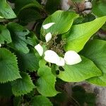 Hydrangea hydrangeoides Hoja