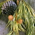 Pinus pungens Fuelha