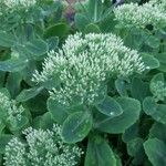 Sedum telephium Kwiat