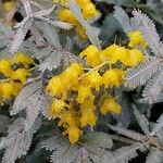 Acacia baileyana Цветок