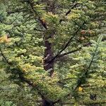 Abies holophylla Hoja