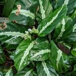 Goeppertia undulata 葉