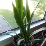 Sansevieria hyacinthoidesFuelha