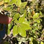 Quercus wislizeni Hoja