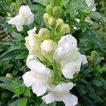 Antirrhinum majusBlodyn