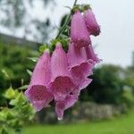 Digitalis thapsiफूल