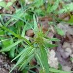 Melampyrum cristatum Leaf