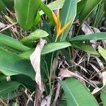 Heliconia psittacorum Leaf