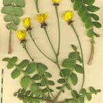 Sonchus ustulatus Other