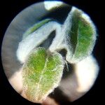 Plecostachys serpyllifolia Leaf