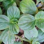 Richardia scabra Leaf