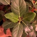 Ficus benghalensis Ліст