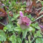 Lamium hybridumList