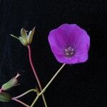 Geranium donianum Habitus