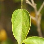 Hibiscus boryanus Blad