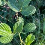 Rubus argutus List