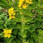 Lysimachia punctataFlower