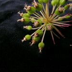 Aralia cachemirica Агульны выгляд