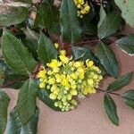 Berberis aquifolium Flower