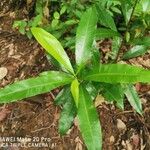 Ixonanthes icosandra List