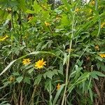 Tithonia diversifolia 花