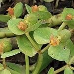 Euphorbia myrsinites फूल
