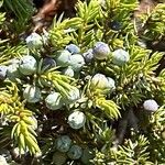 Juniperus squamata Ffrwyth