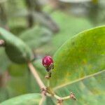 Psorospermum febrifugum Frucht
