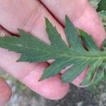 Erechtites valerianifolius 葉