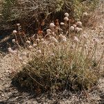 Eriogonum ovalifolium Pokrój