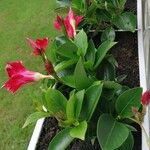 Mandevilla laxaFlower