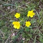 Ranunculus millefoliatus Flower