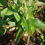 Penstemon pallidus Leaf