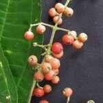 Miconia gracilis Fruto