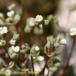 Radiola linoides Vivejo